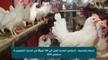 أسعار قياسية.. الدواجن البلدية تصل إلى 120 جنيهًا في تحديث الخميس 4 سبتمبر 2025